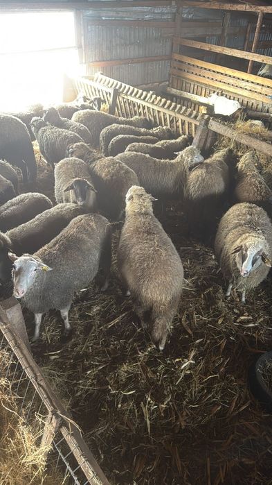 Oii cu miei langa ele