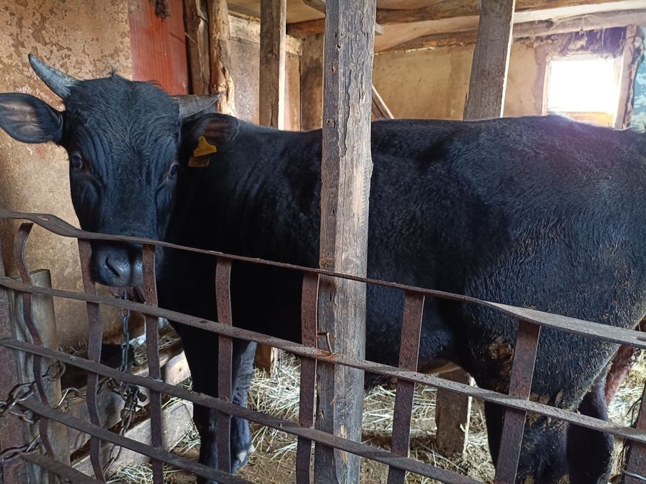 Продам бычок больше года
