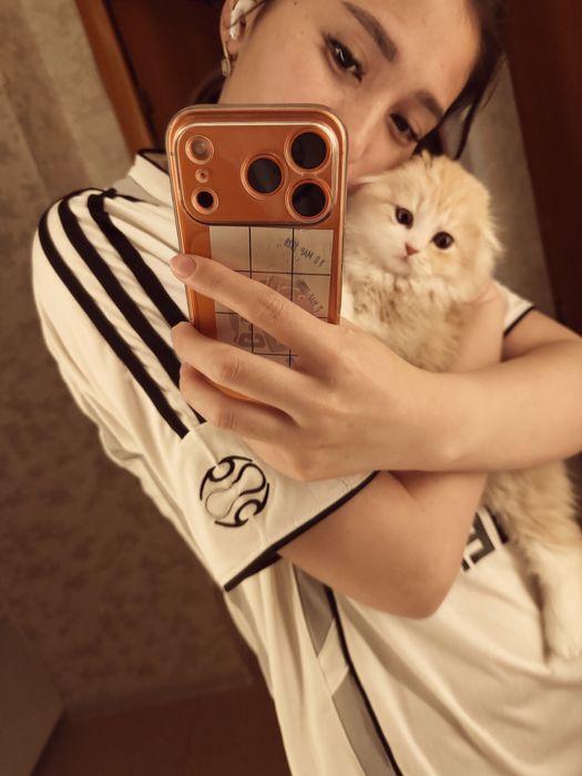 Scottish fold кошка