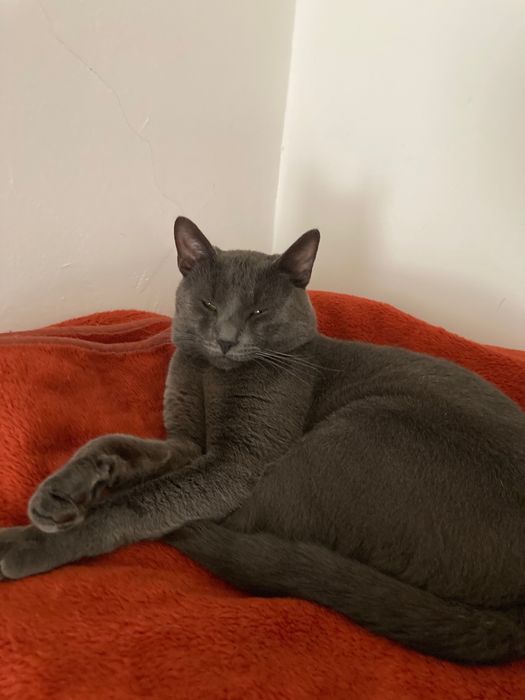 Pet care! Pentru animalele de orice talie!