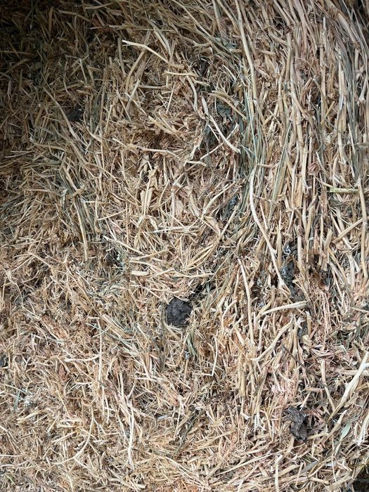 baloti paie de orz, mazare si tocatura