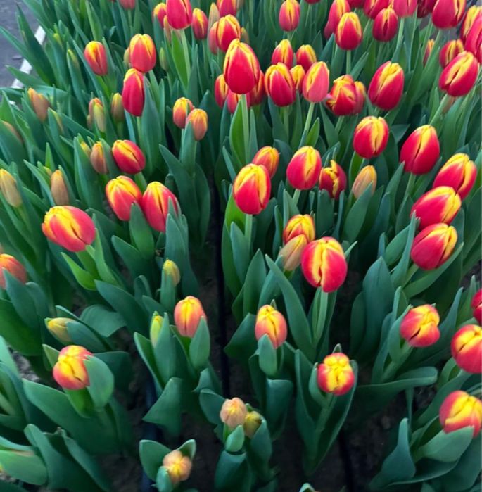 Голландские тюльпаны Оптом с луковицами