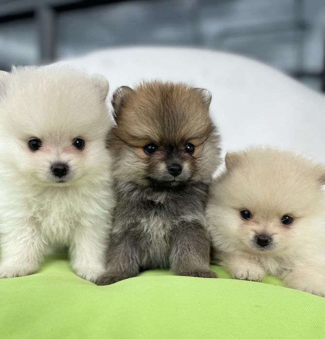 Кукольные шпицы