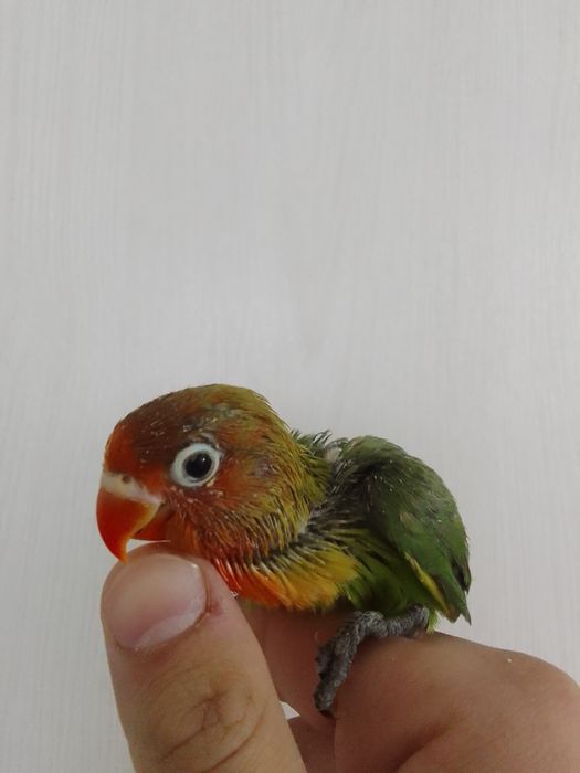 Ruchnoy popugay sotiladi