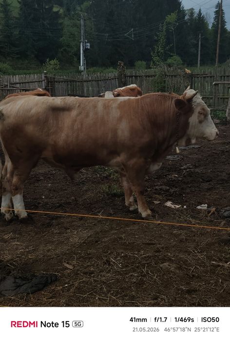 Vând taur rasă simmental