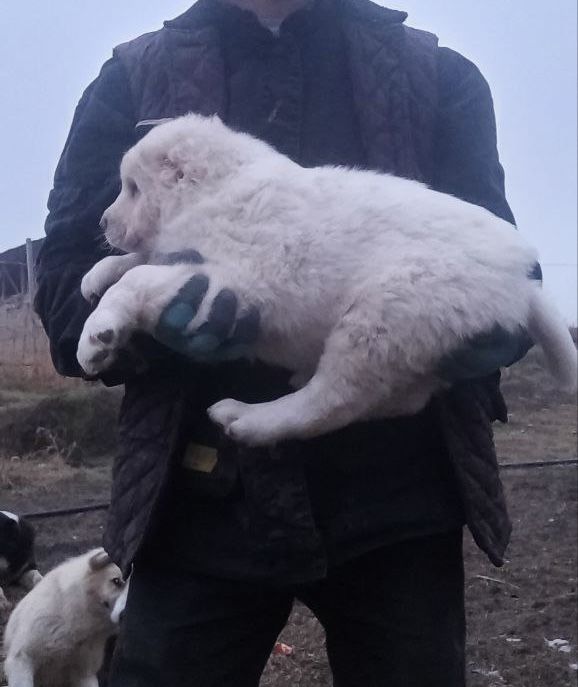 Алабай гарантия 1 ой берилади