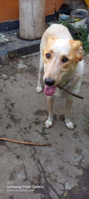 Отдам в добрые руки