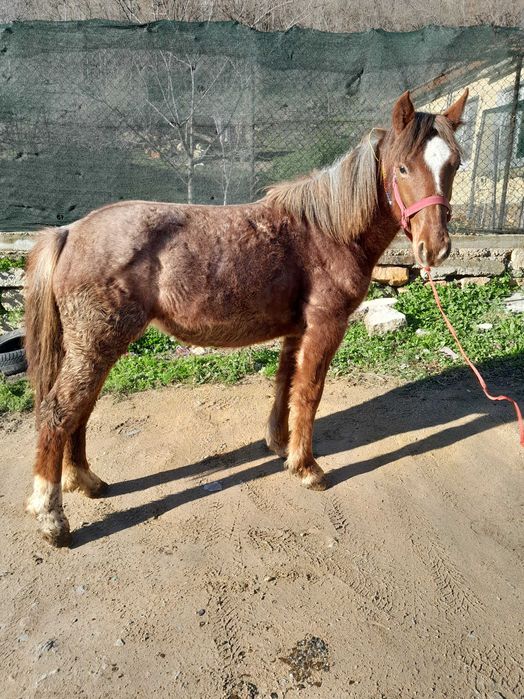 Продавам 2 кончета