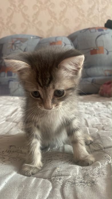 отдам котенка. Девочка 2 месяца