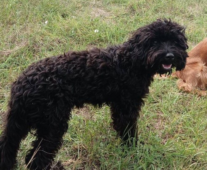 Кучета за трюфели - ОБУЧЕНИ