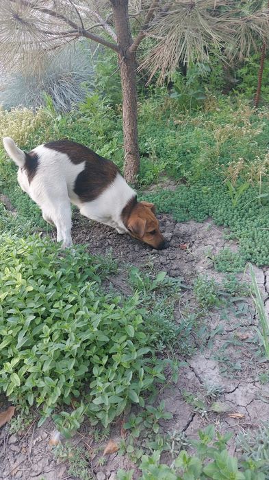 Фокстерьер кобель