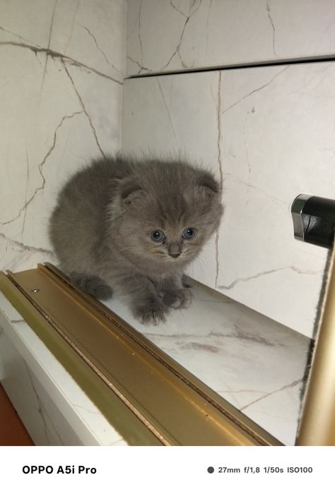 Мысыктар сатылады
