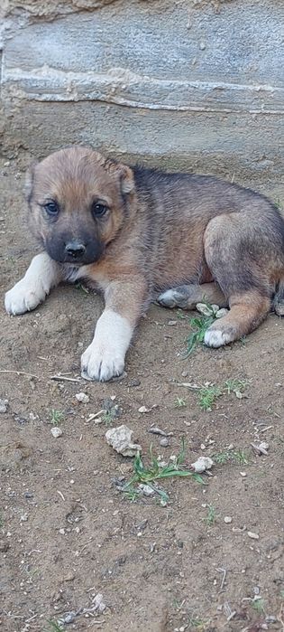 Шенки . Күшіктер