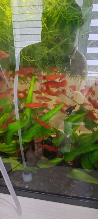 Аквариумные рыбки