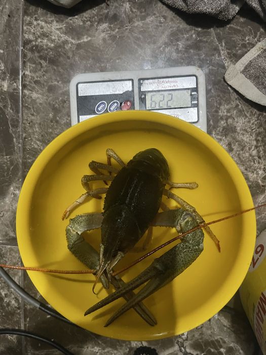 Живые раки на доставку