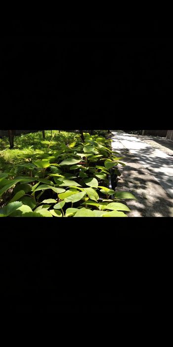 киви кўчат сотилади