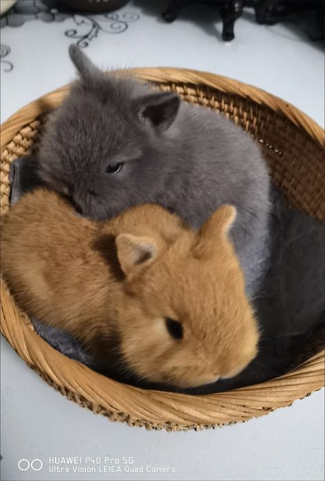 Statusingizga mos Premium Quyon — Qizil Satin Olmaxon!