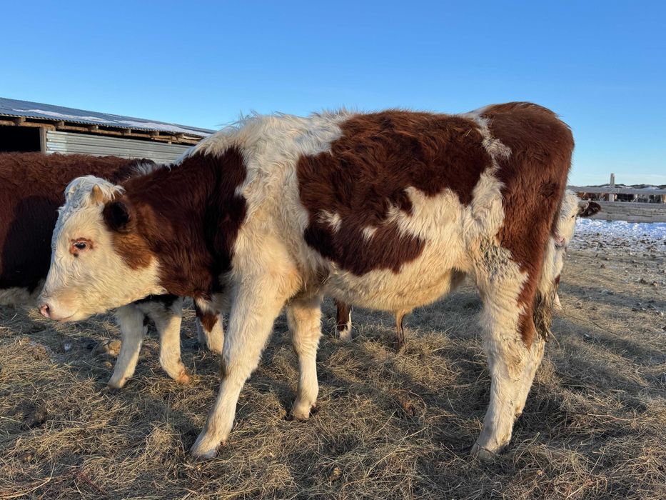 Продаются бычки-производители пароды симментал