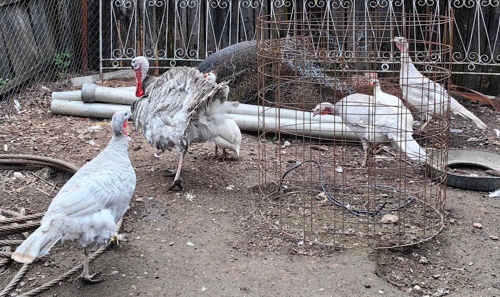 Oua curca pentru incubat sau consum, culoare deosebita lavanda