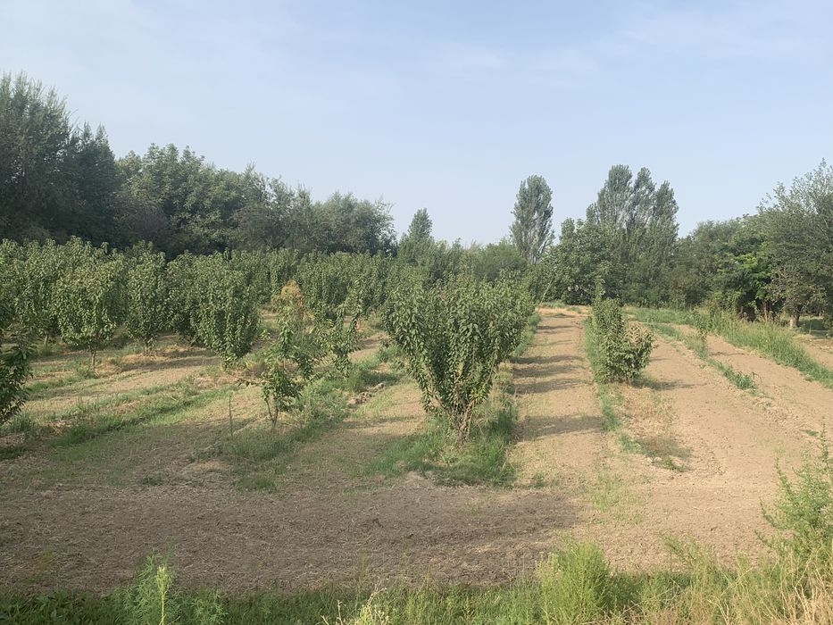 Bog’ maydoni 30 sotx giloz bog 100ta kochat bor