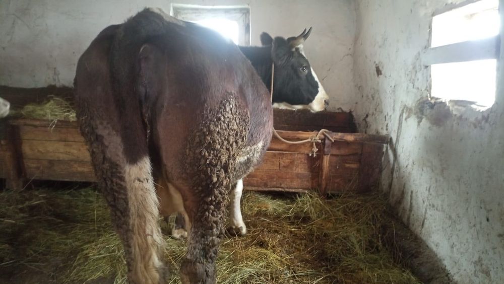 Vand vaca gestanta in ultima luna!