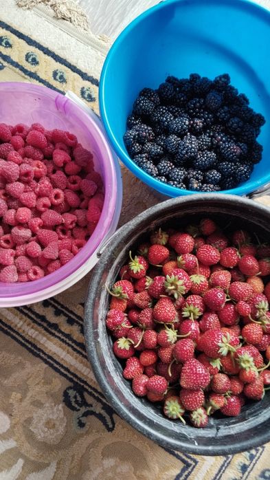 Продам саженцы малины, ежевики, ежемалины.