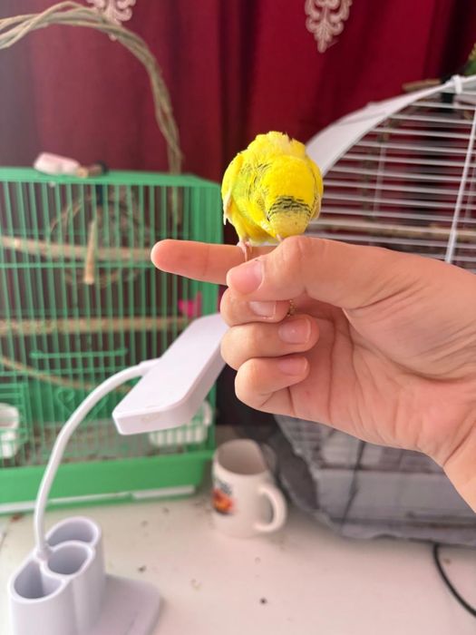 Папугай сатылады