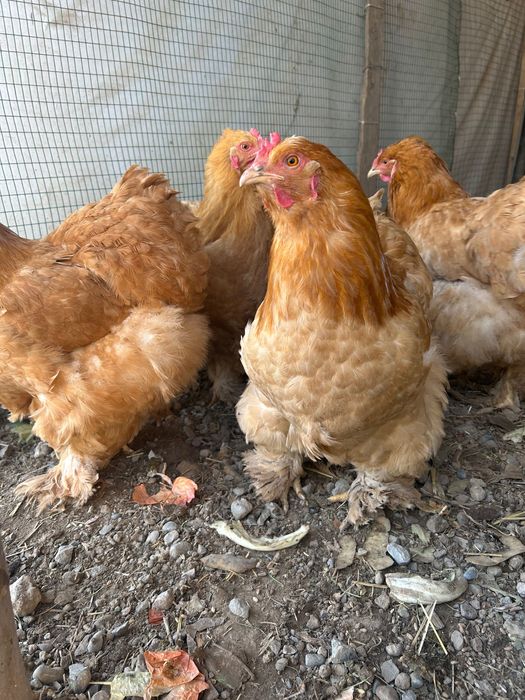 Яйца Брама, чистокровные домашние