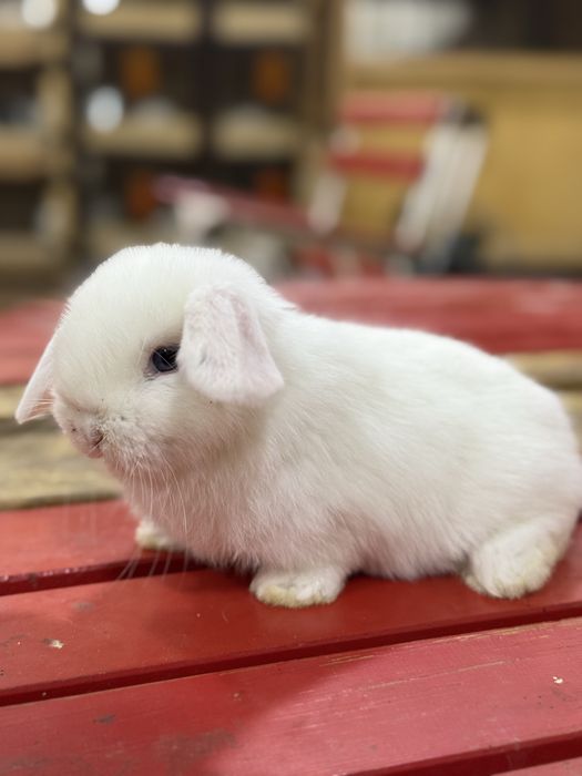 Karlik Quyon Bolari Sotuvda Xar xil ranglari bor