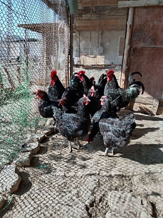 Жерси хурозлари кушилган турли хилдаги кора катта товуклар тухумларига