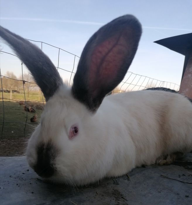 Vând iepuri rasa uriaș german