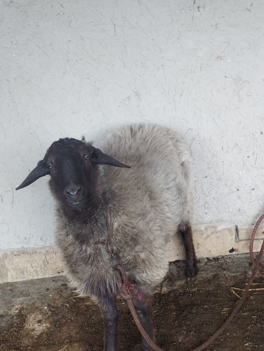 Кучкор сотилади.