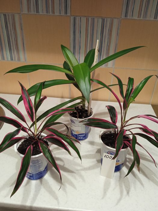 Цветы комнатные 1000 тенге.