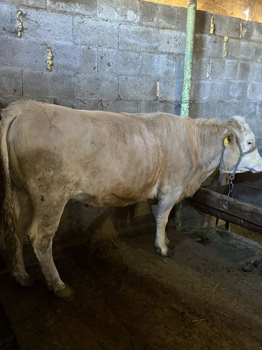 Семіз сиыр корова