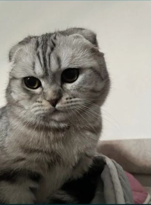 Вязка Шотландский вислоухий кот, серебристый табби, ласковый