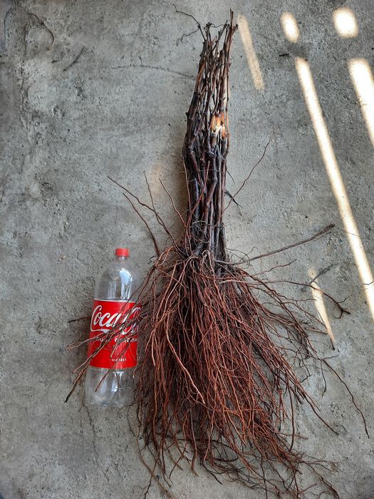 Butași Viță De Vie Hibridă