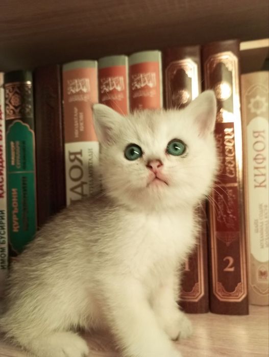 Serebriski shinshila chistakrovni