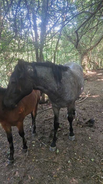 Vând mânz de 1 an si 7 luni