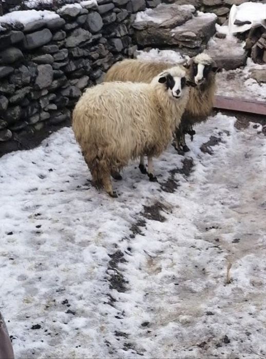 Vand oi (una e de 3 miei si una la prima fatare ) Sibiu • OLX.ro