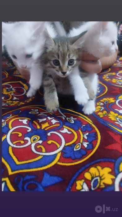 3 pıshıq eki aǵı bala