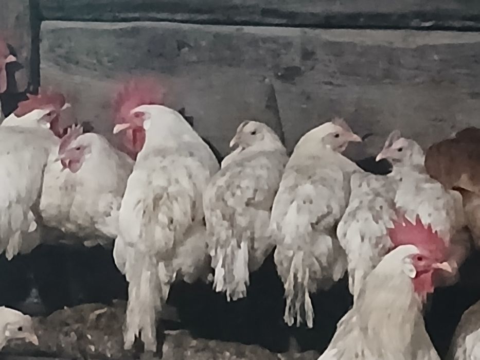 Петушки Легорн стандарт