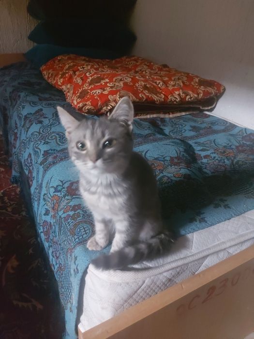 Отдам котёнка даром в добрые руки
