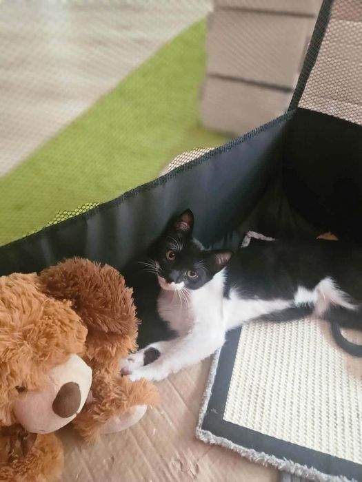 Puiuta superbaaa pentru adoptie