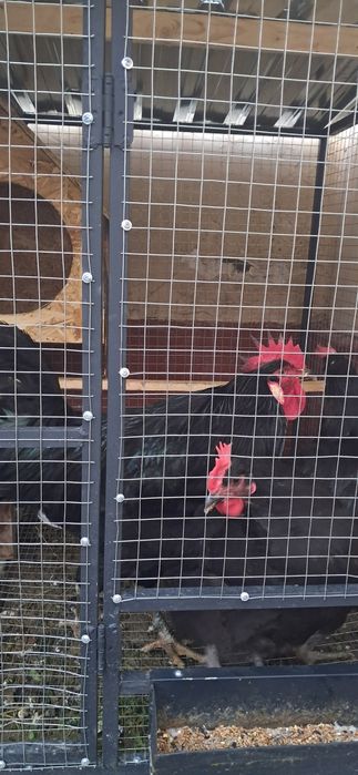 Кора шахзода кизикганла товуклари бор тухумда