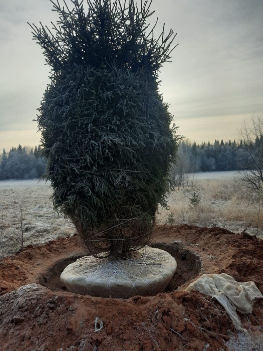 Крупномеры Ель тяньшань голубая сосна
