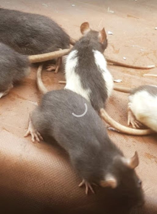 Крыски окраска разная