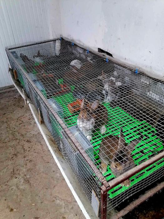 Зайци  5/8  евро