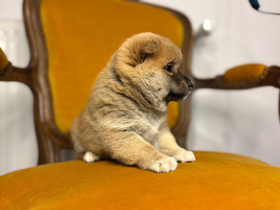 Vand fetita shiba inu