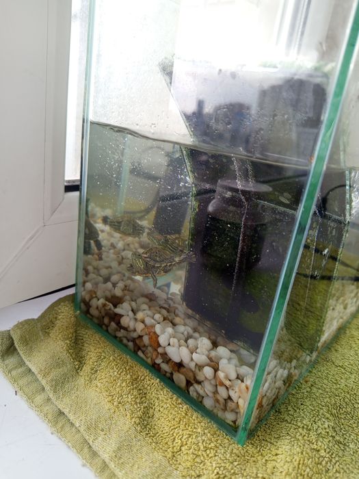 Краснаухая черепаха Срочно!!!