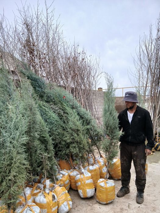 Archalar bor har hil turdagi